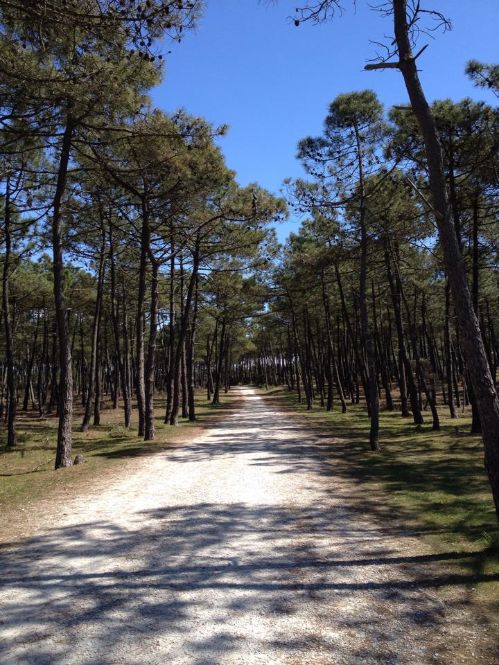 Forêt près du camping du parc à Etaules Royan