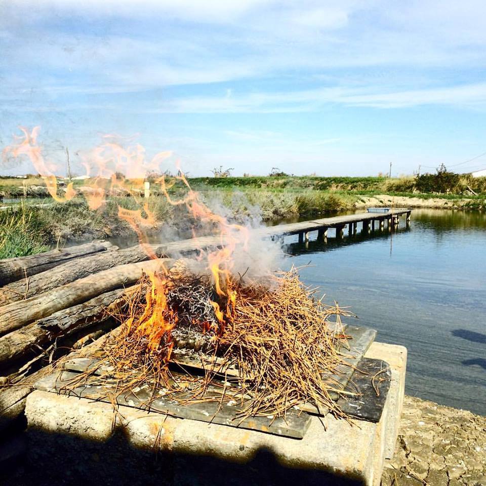 Eclade de moules Charente maritime